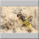 Philanthus triangulum - Bienenwolf w36 im Nestanflug.jpg